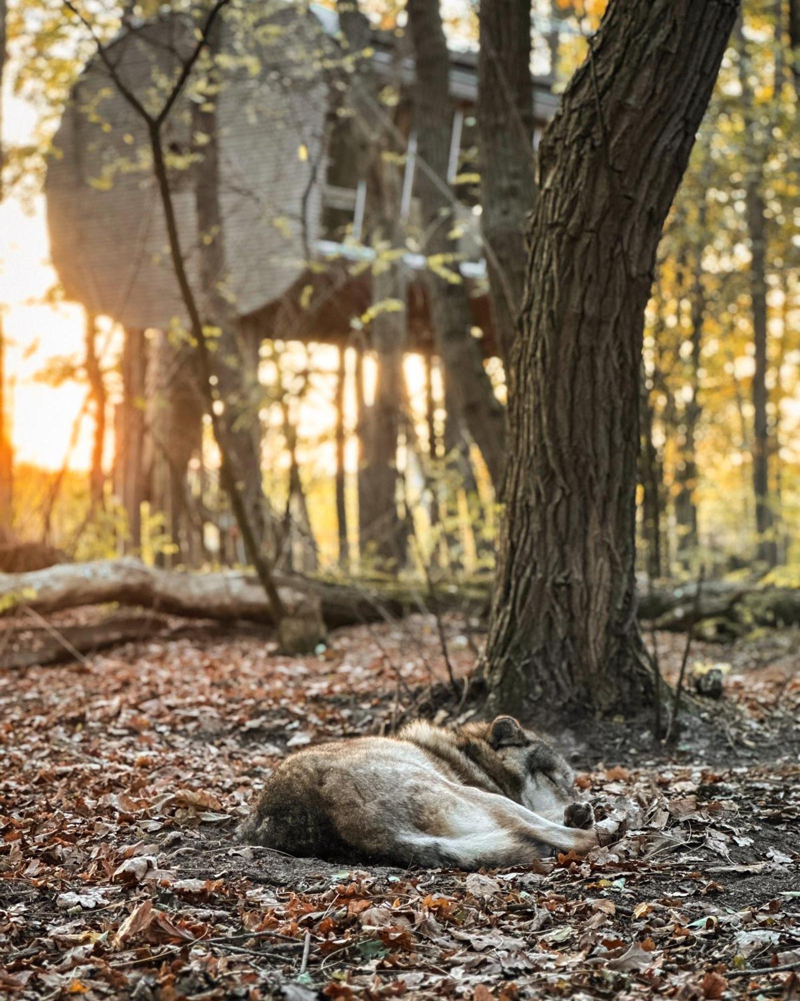 Tree Inn - Das Baumhaushotel Dörverden Exteriér fotografie