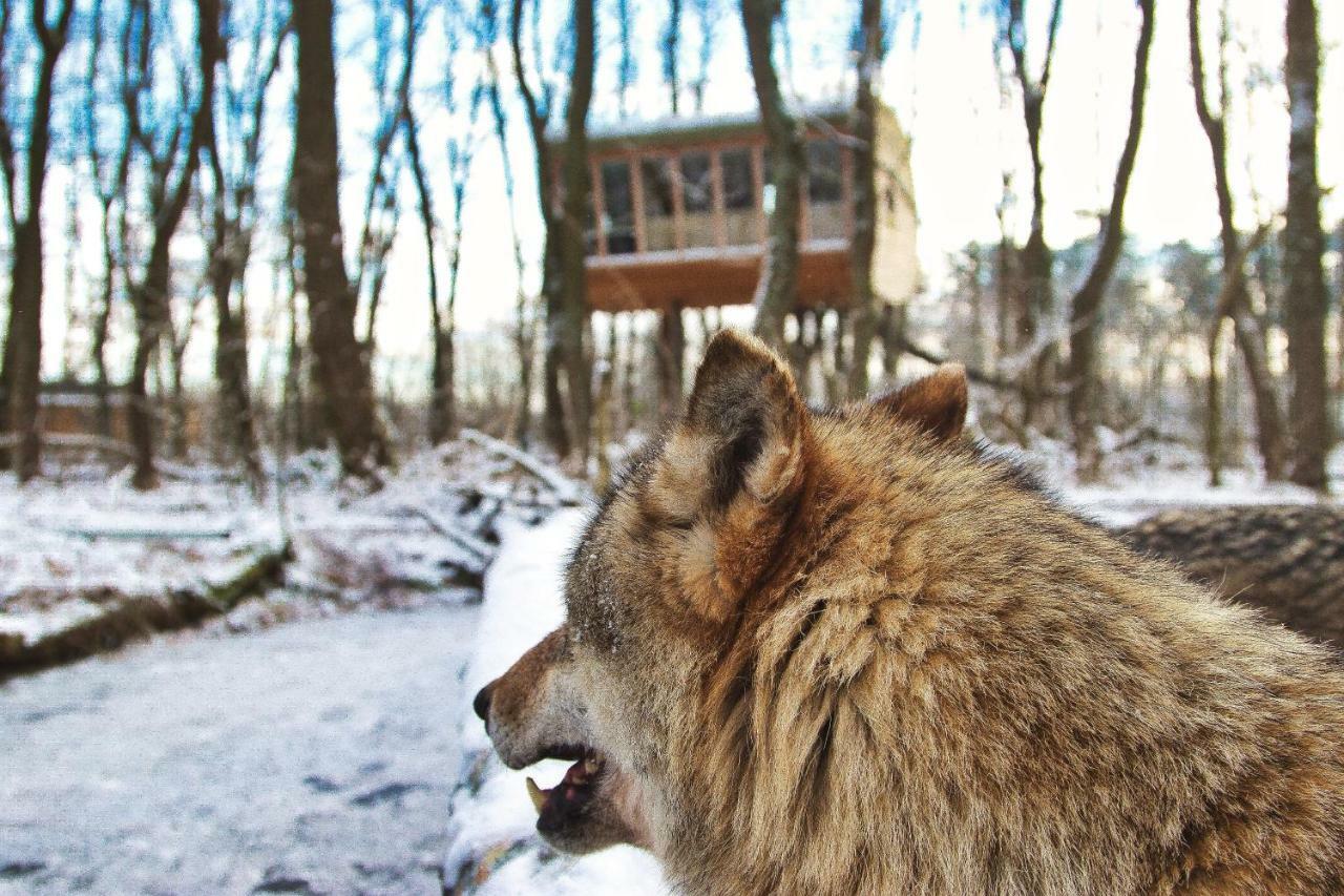 Tree Inn - Das Baumhaushotel Dörverden Exteriér fotografie